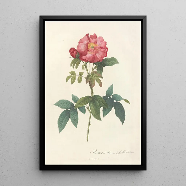 Rosa Gallica Caerulea - Pierre Joseph Redouté — quadro incorniciato alla parete