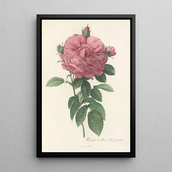 Rosa Gallica Flore giganteo - Pierre Joseph Redouté — quadro incorniciato alla parete