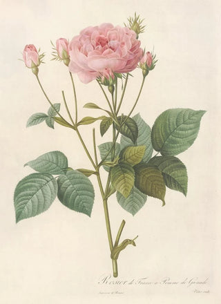 Pierre Joseph Redout - Rosa Gallica Granatus.webp