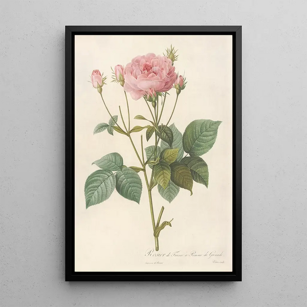 Rosa Gallica Granatus - Pierre Joseph Redouté — quadro incorniciato alla parete