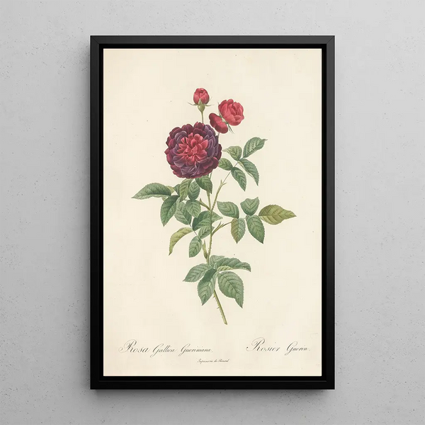 Rosa Gallica Gueriniana - Pierre Joseph Redouté — quadro incorniciato alla parete