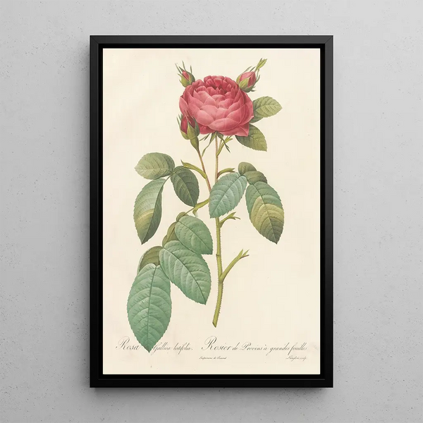 Rosa Gallica Latifolia - Pierre Joseph Redouté — quadro incorniciato alla parete