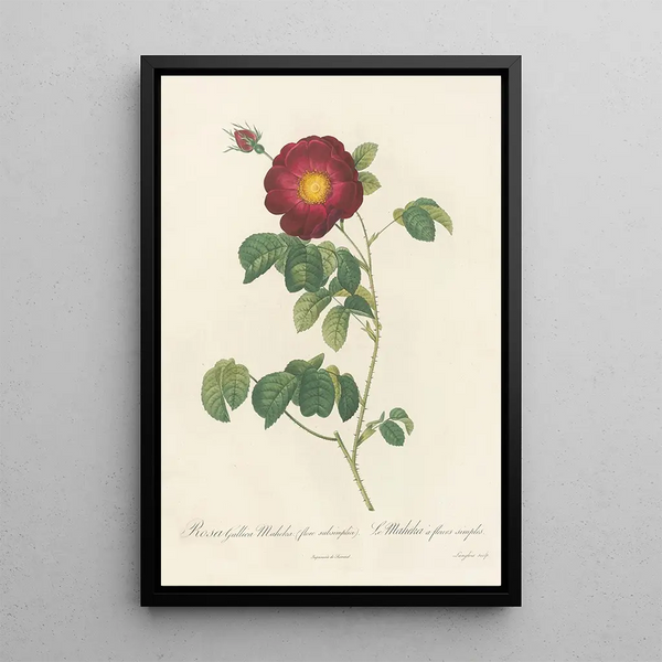 Rosa Gallica Maheka Flore Subsimplici - Pierre Joseph Redouté — quadro incorniciato alla parete