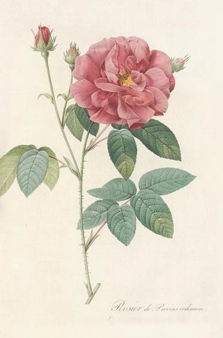Pierre Joseph Redout - Rosa Gallica Officinalis.webp