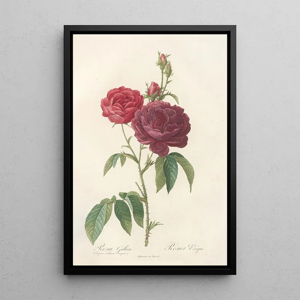 Rosa Gallica Purpuroviolacea Magna - Pierre Joseph Redouté — quadro incorniciato alla parete