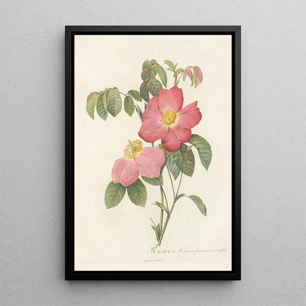 Rosa Gallica Rosea Flore Simplici - Pierre Joseph Redouté — quadro incorniciato alla parete