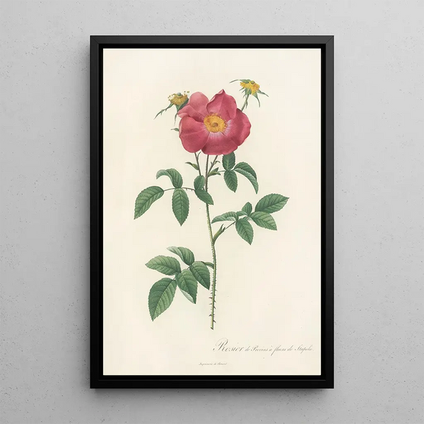 Rosa Gallica Stapeliae Flora - Pierre Joseph Redouté — quadro incorniciato alla parete