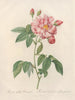 Rosa gallica versicolor - Pierre Joseph Redouté — vista dell’opera