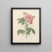 Rosa gallica versicolor - Pierre Joseph Redouté — quadro incorniciato alla parete