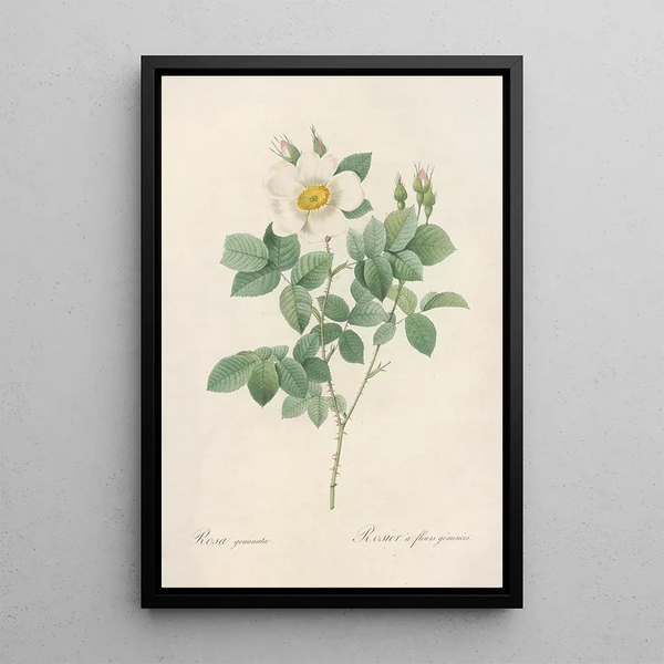 Rosa Geminata - Pierre Joseph Redouté — quadro incorniciato alla parete