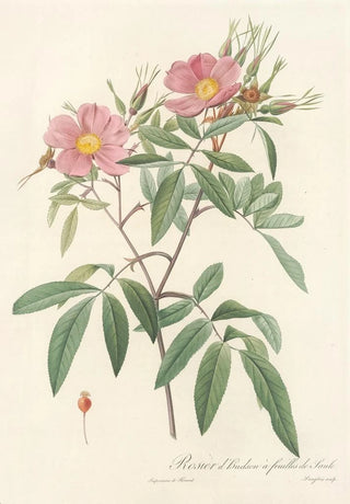 Pierre Joseph Redout - Rosa Hudsoniana Salicifolia.webp