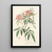 Rosa Hudsoniana Salicifolia - Pierre Joseph Redouté — quadro incorniciato alla parete