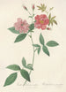 Rosa Hudsoniana Scandens - Pierre Joseph Redouté — vista dell’opera