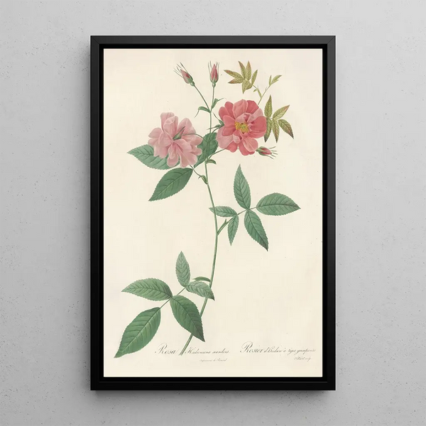 Rosa Hudsoniana Scandens - Pierre Joseph Redouté — quadro incorniciato alla parete