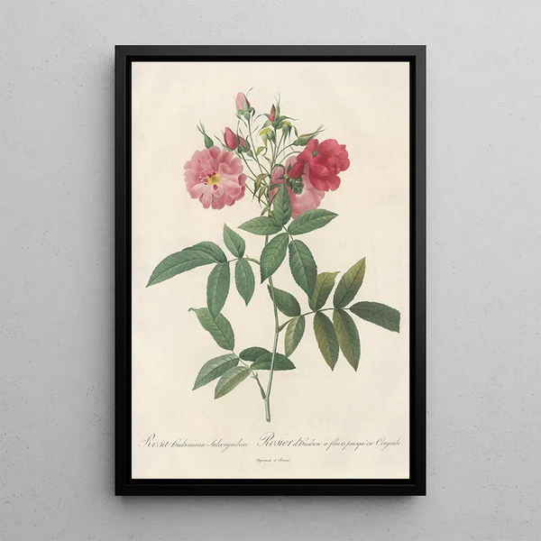 Rosa Hudsoniana Subcorymbosa - Pierre Joseph Redouté — quadro incorniciato alla parete