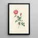 Rosa Indica Automnalis - Pierre Joseph Redouté — quadro incorniciato alla parete