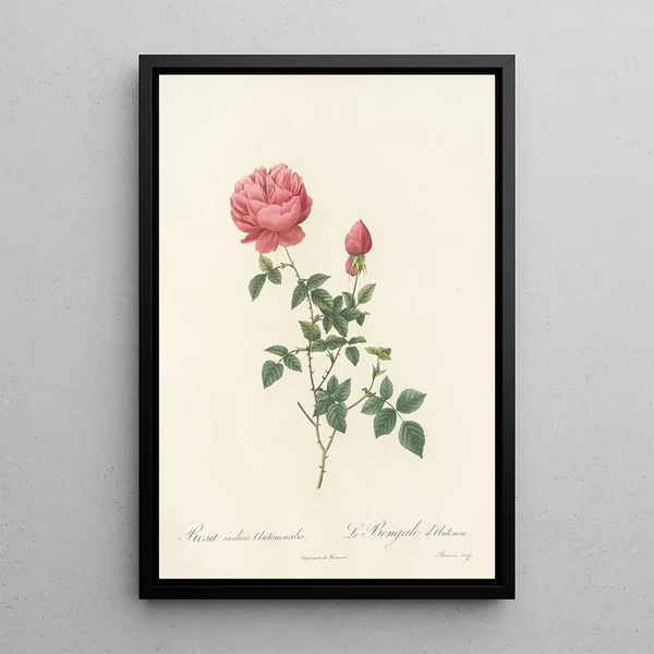 Rosa Indica Automnalis - Pierre Joseph Redouté — quadro incorniciato alla parete