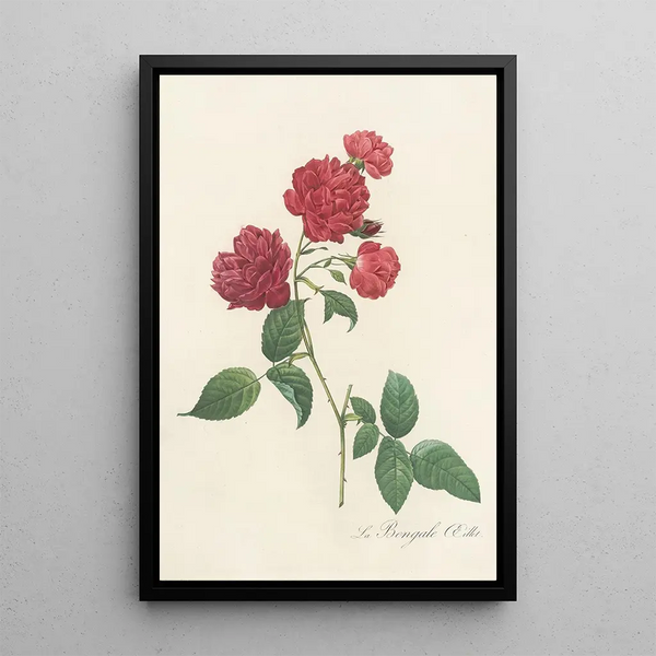 Rosa Indica Caryophyllea - Pierre Joseph Redouté — quadro incorniciato alla parete