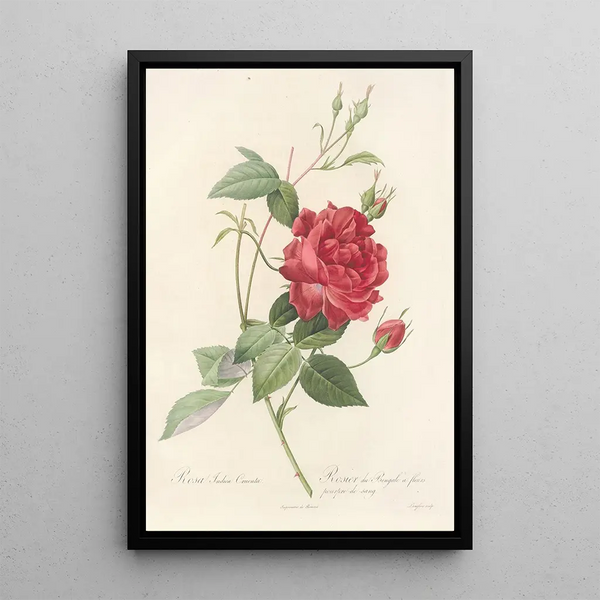 Rosa Indica Cruenta - Pierre Joseph Redouté — quadro incorniciato alla parete