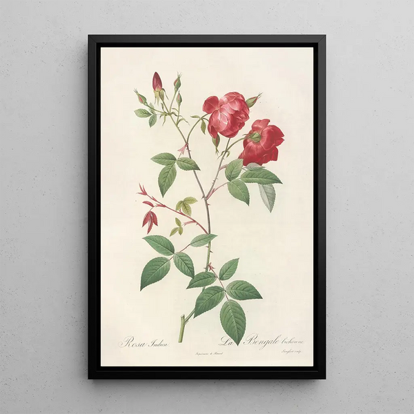 Rosa Indica Rosier de Chine à fleurs doubles - Pierre Joseph Redouté — quadro incorniciato alla parete