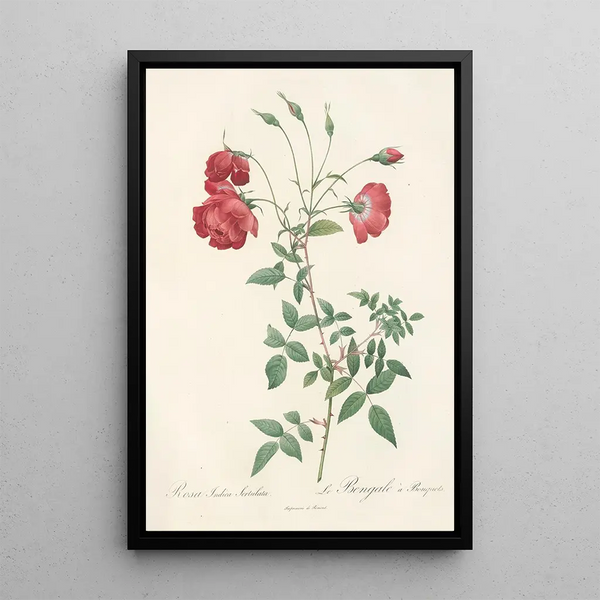 Rosa Indica Sertulata - Pierre Joseph Redouté — quadro incorniciato alla parete