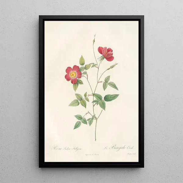 Rosa Indica Stelligera - Pierre Joseph Redouté — quadro incorniciato alla parete