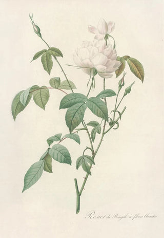 Pierre Joseph Redout - Rosa Indica Subalba.webp