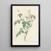 Rosa Indica Subalba - Pierre Joseph Redouté — quadro incorniciato alla parete