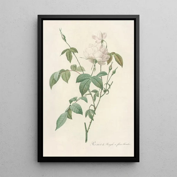 Rosa Indica Subalba - Pierre Joseph Redouté — quadro incorniciato alla parete