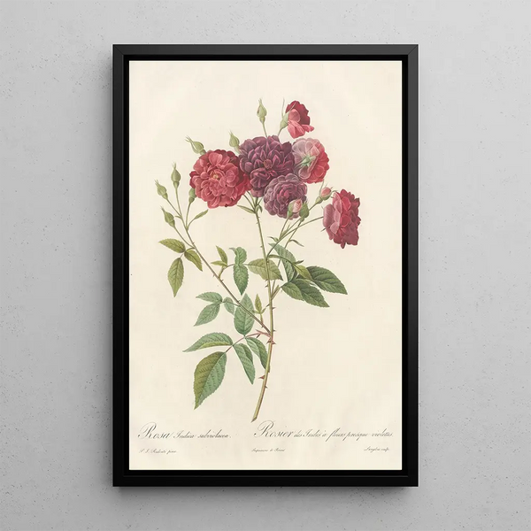 Rosa Indica Subviolacea - Pierre Joseph Redouté — quadro incorniciato alla parete