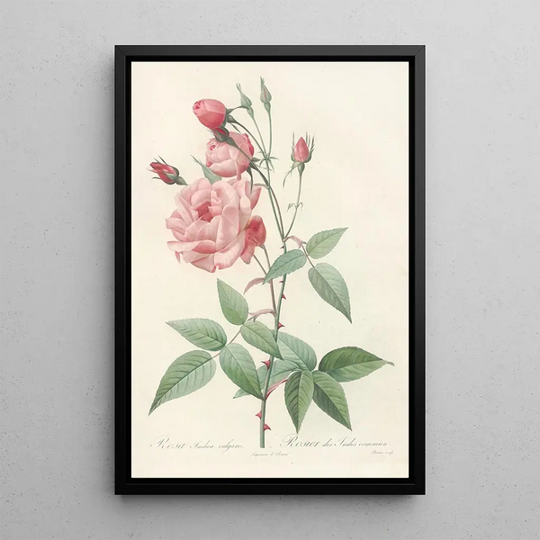 Rosa Indica Vulgaris - Pierre Joseph Redouté — quadro incorniciato alla parete