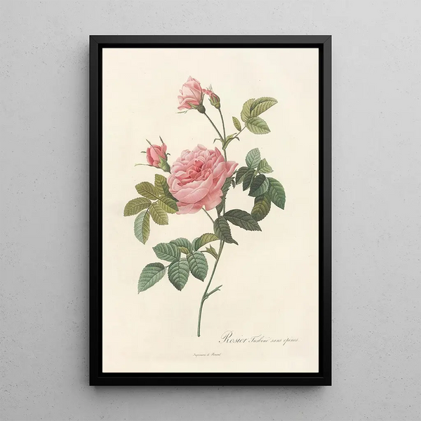 Rosa Inermis - Pierre Joseph Redouté — quadro incorniciato alla parete