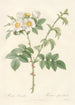 Rosa Leucantha - Pierre Joseph Redouté — vista dell’opera
