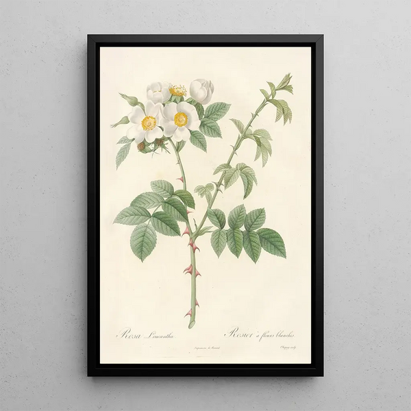 Rosa Leucantha - Pierre Joseph Redouté — quadro incorniciato alla parete
