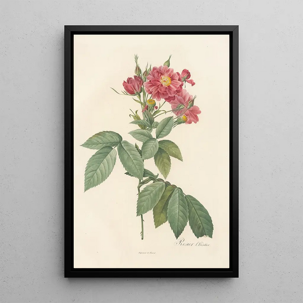 Rosa Lheritieranea - Pierre Joseph Redouté — quadro incorniciato alla parete