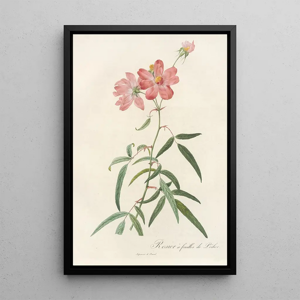 Rosa Longifolia - Pierre Joseph Redouté — quadro incorniciato alla parete