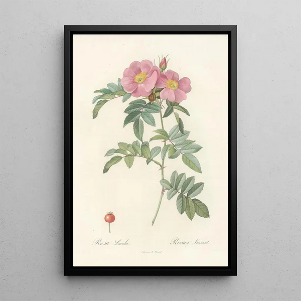 Rosa Lucida - Pierre Joseph Redouté — quadro incorniciato alla parete