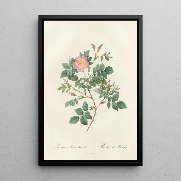 Rosa Malmundariensis - Pierre Joseph Redouté — quadro incorniciato alla parete