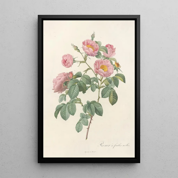 Rosa Mollissima Flore Submultiplici - Pierre Joseph Redouté — quadro incorniciato alla parete