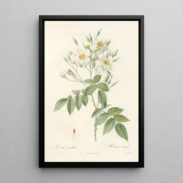 Rosa Moschata - Pierre Joseph Redouté — quadro incorniciato alla parete