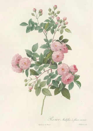 Pierre Joseph Redout - Rosa Multiflora Carnea.webp