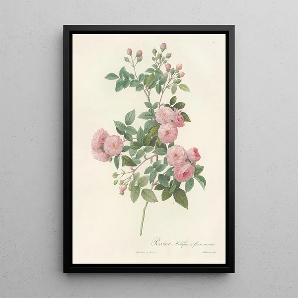 Rosa Multiflora Carnea - Pierre Joseph Redouté — quadro incorniciato alla parete