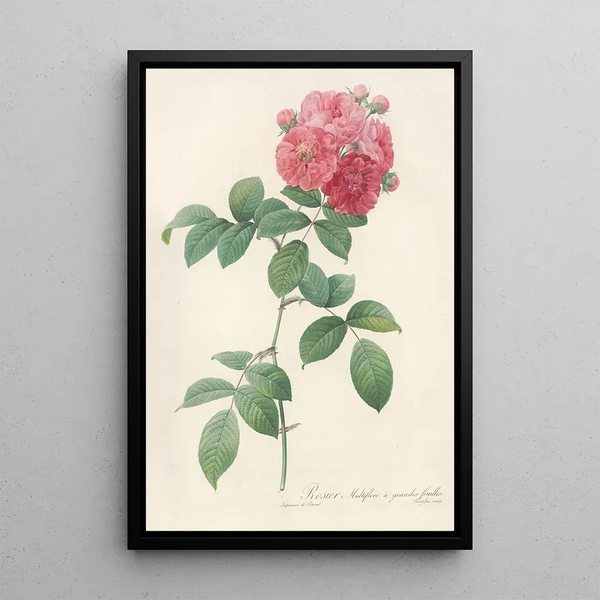 Rosa Multiflora Platyphylla - Pierre Joseph Redouté — quadro incorniciato alla parete