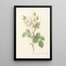 Rosa Muscosa Alba - Pierre Joseph Redouté — quadro incorniciato alla parete