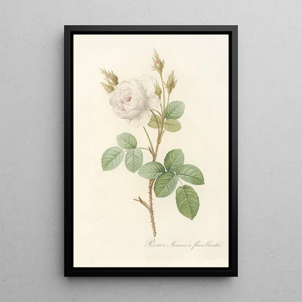 Rosa Muscosa Alba - Pierre Joseph Redouté — quadro incorniciato alla parete