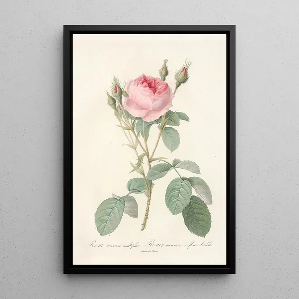 Rosa Muscosa Multiplex - Pierre Joseph Redouté — quadro incorniciato alla parete