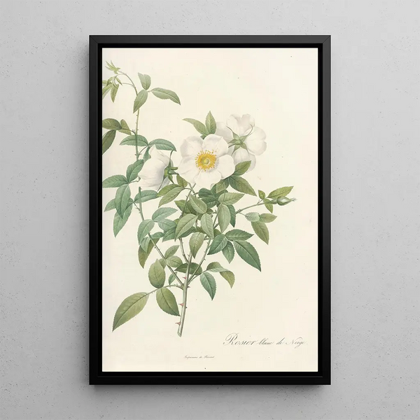 Rosa Nivea - Pierre Joseph Redouté — quadro incorniciato alla parete