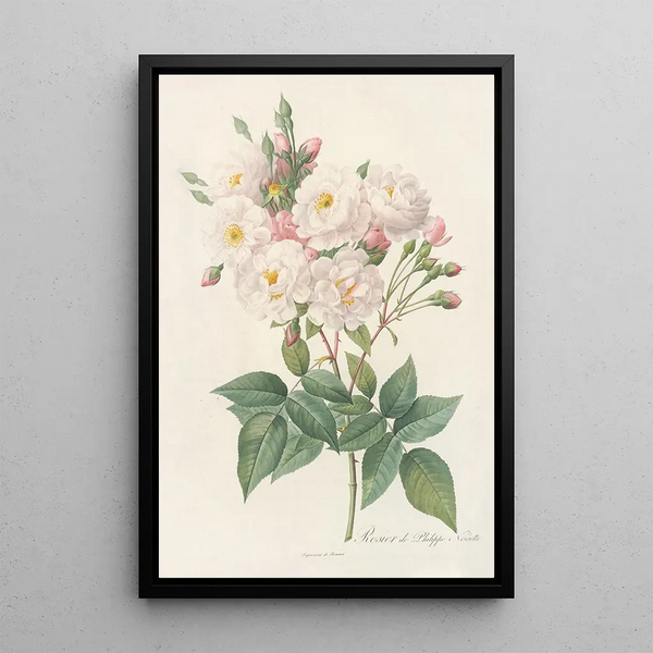 Rosa Noisettiana - Pierre Joseph Redouté — quadro incorniciato alla parete