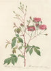 Rosa Noisettiana Purpurea - Pierre Joseph Redouté — vista dell’opera