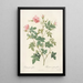 Rosa Parviflora Var Flore Multiplici - Pierre Joseph Redouté — quadro incorniciato alla parete